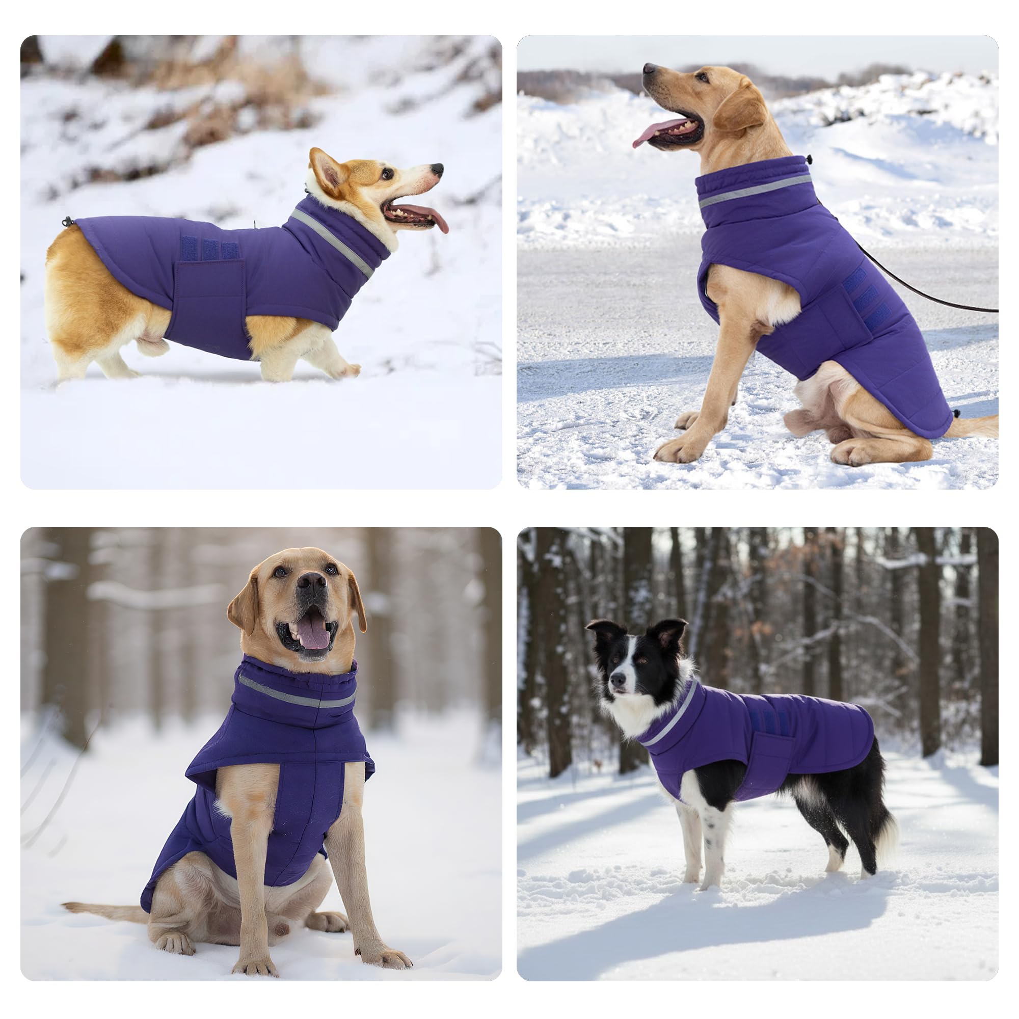 Mklhgty durable weatherproof dog coat in purple suits everyday outings