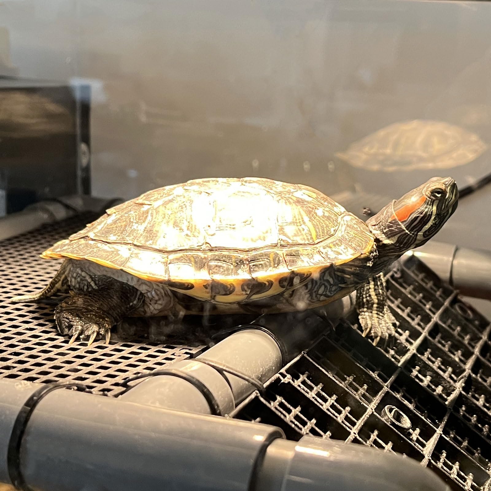 MLONDHSU turtle basking platform fits tanks from 20 to 70 gallons.
