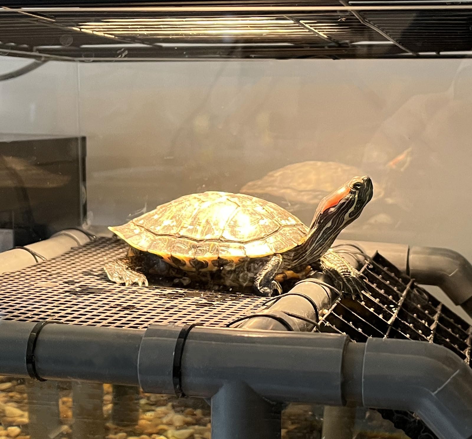 MLONDHSU turtle basking platform 10.8-inch width creates room to stretch.