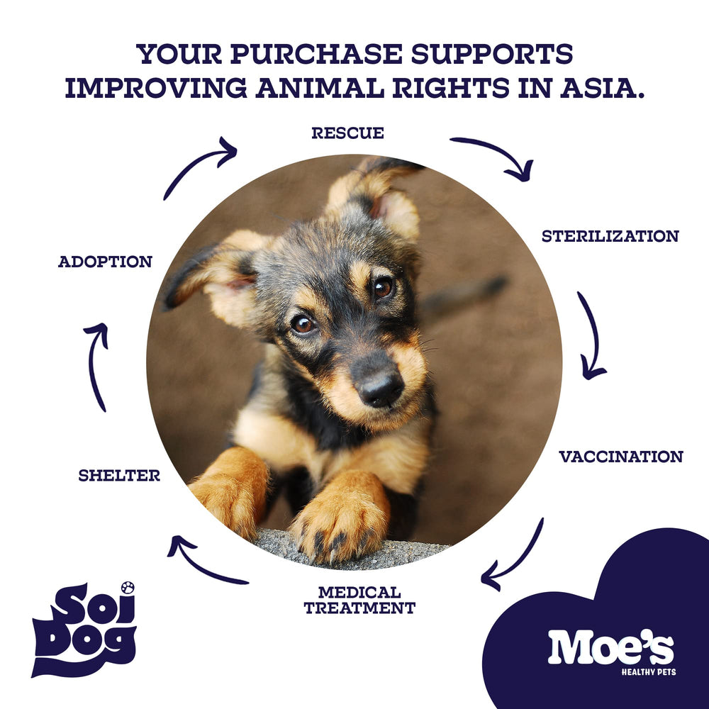 Moe's Healthy Pets active dog playing scene reflecting ongoing joint support