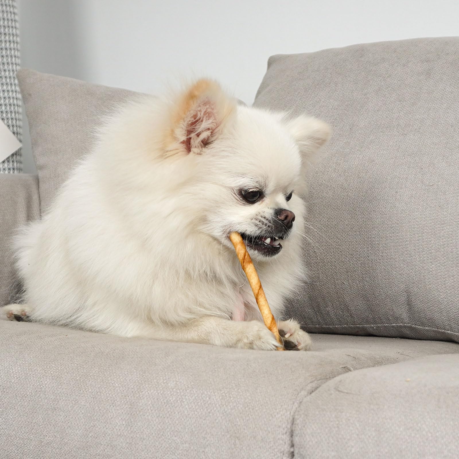MON2SUN value-pack display showcases brand-quality treats for dogs