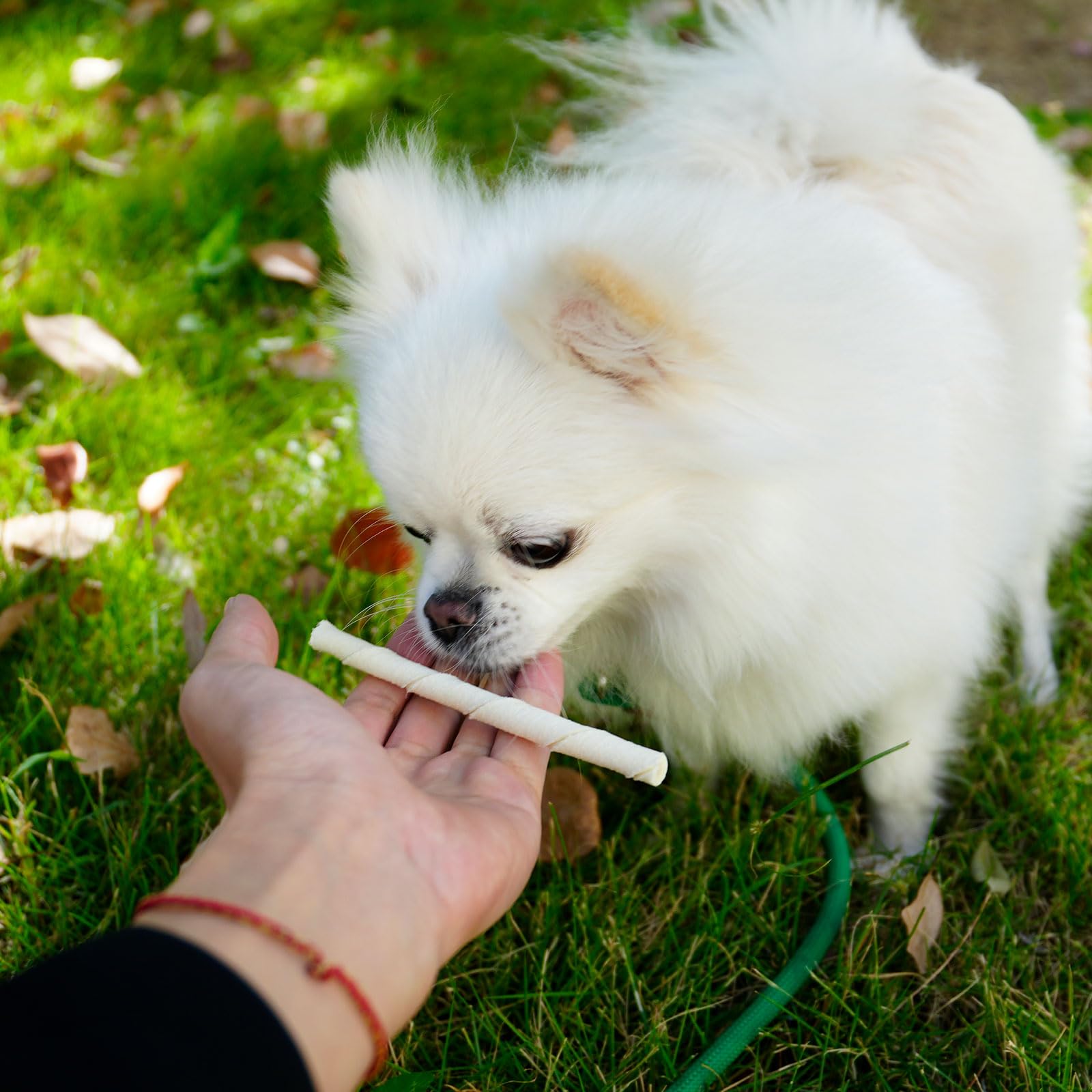 MON2SUN dog rawhide sticks with treat-friendly texture shown for playful chewing