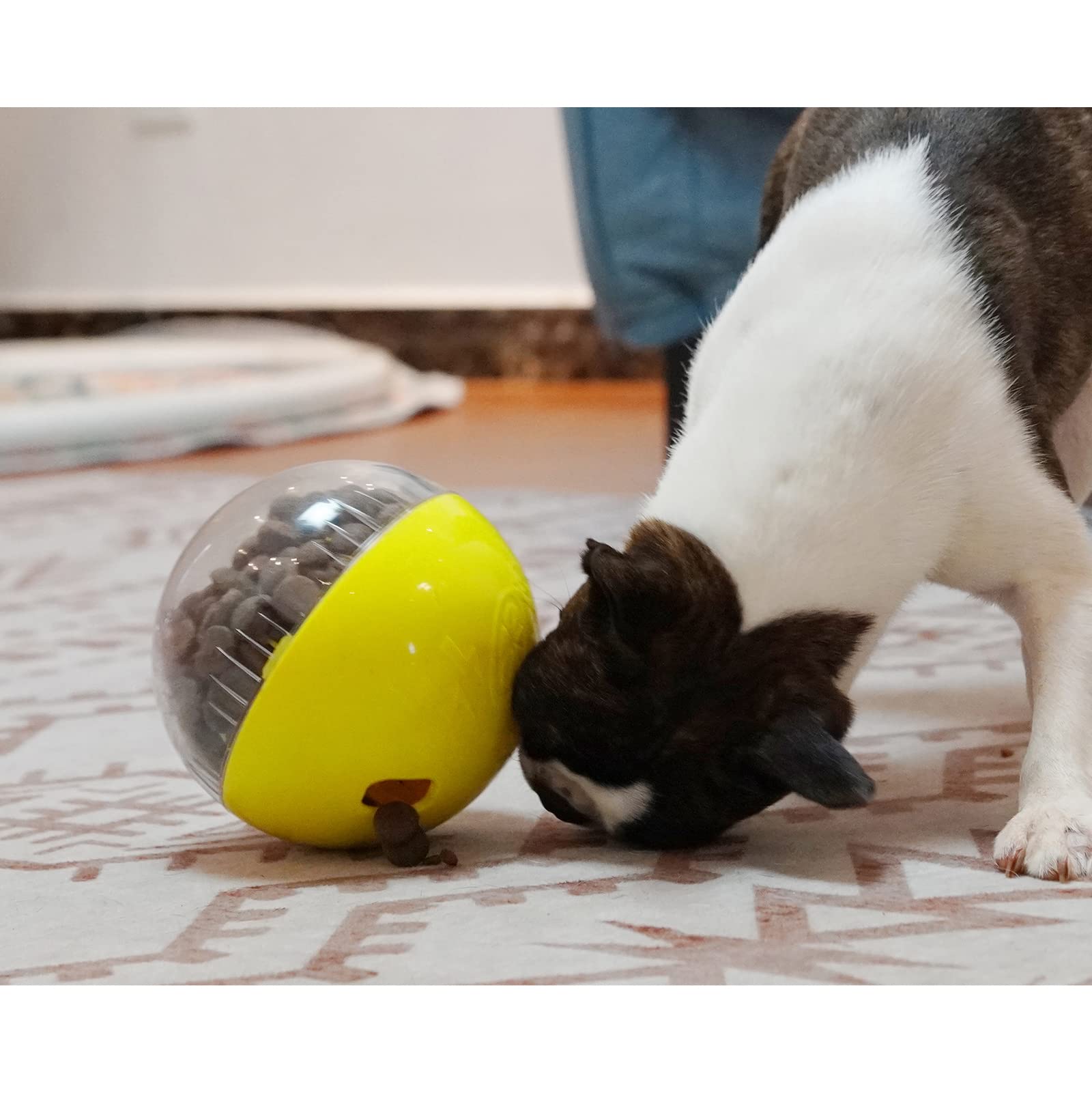 Monotre dog rolls and nudges the ball during active play sessions.