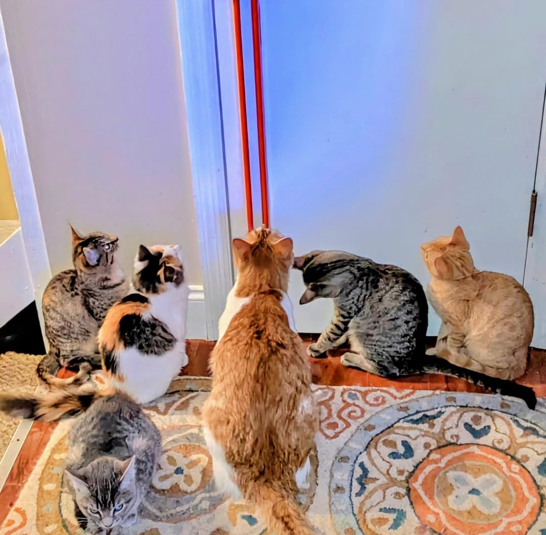 Moody Pet Fling-ama-String action video shows cats in motion.