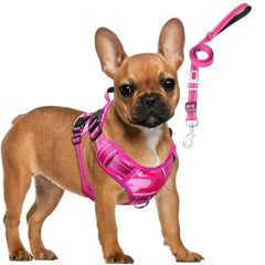 MOOGROU tactical dog harness vest on small dog for comfortable control during walks