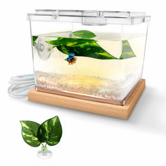 MoonOrange Mini Betta Tank with LED base offers a tranquil night-view glow.