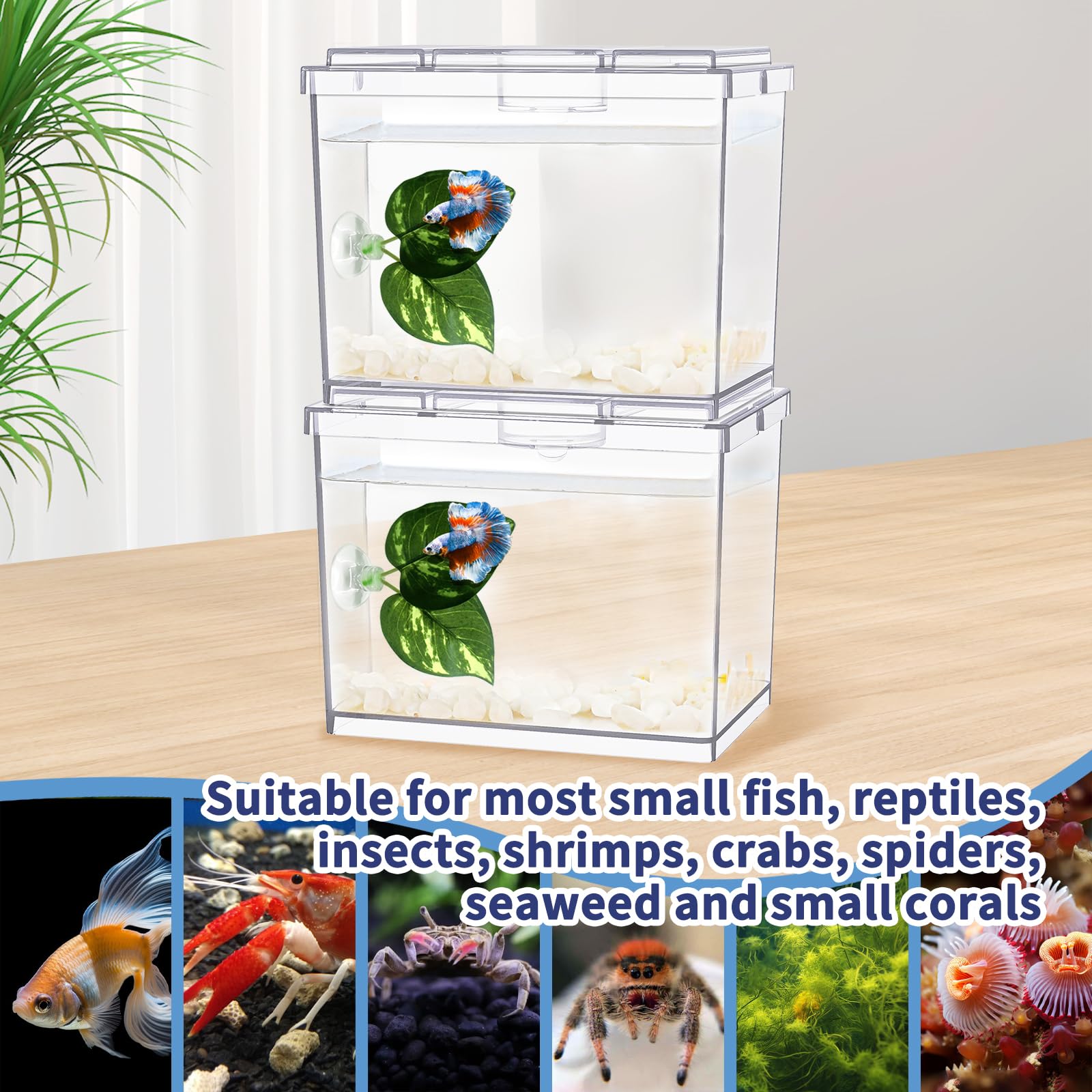 MoonOrange mini tank with feeding hole makes quick, mess-free feeding possible