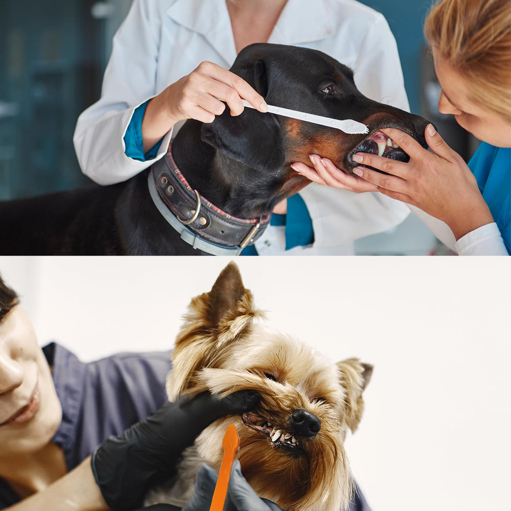 MoonyMars dental care kit image highlights comprehensive care for dogs and cats.