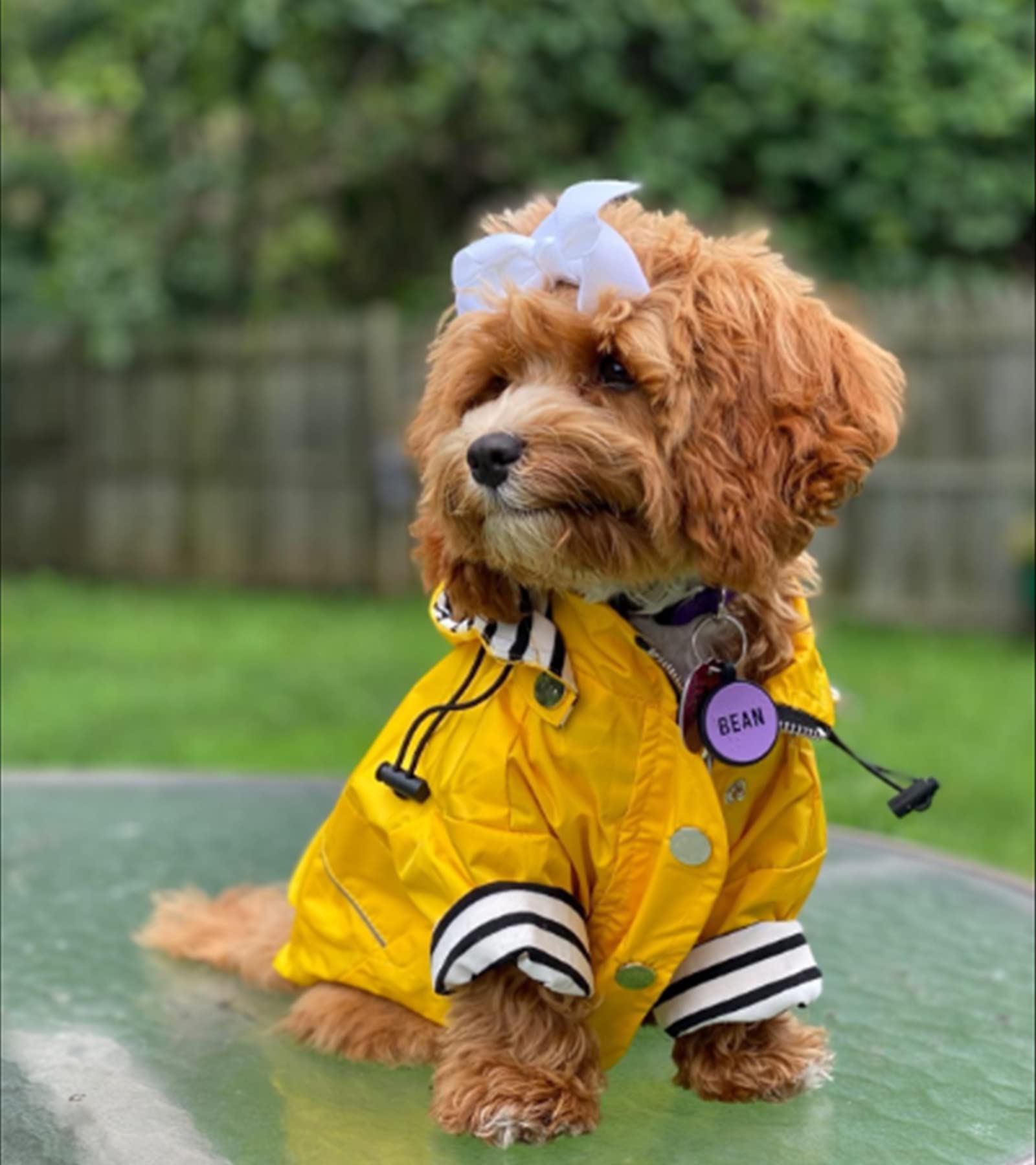 Morezi dog raincoat with legs offers full-body protection.