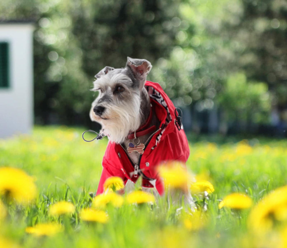 Morezi raincoat legs design provides added coverage for short-legged breeds