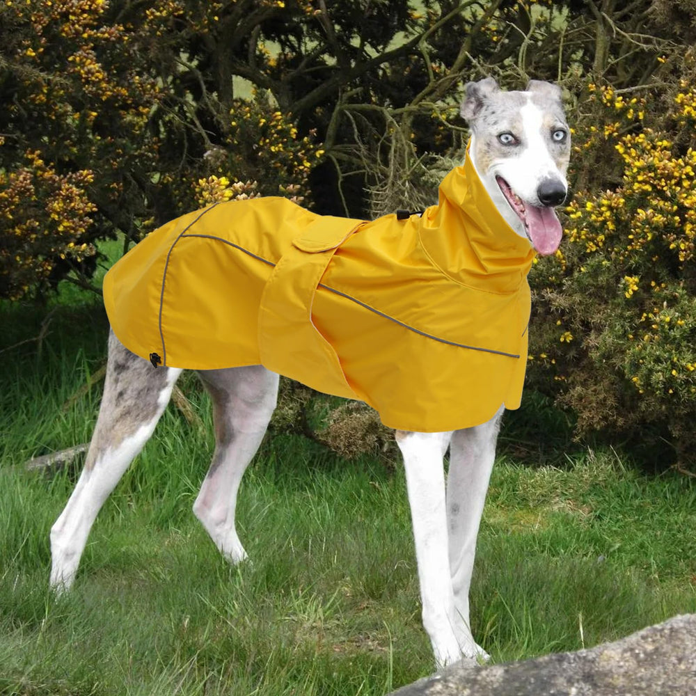 Morezi Greyhound raincoat leash portal at neck for easy harness attachment