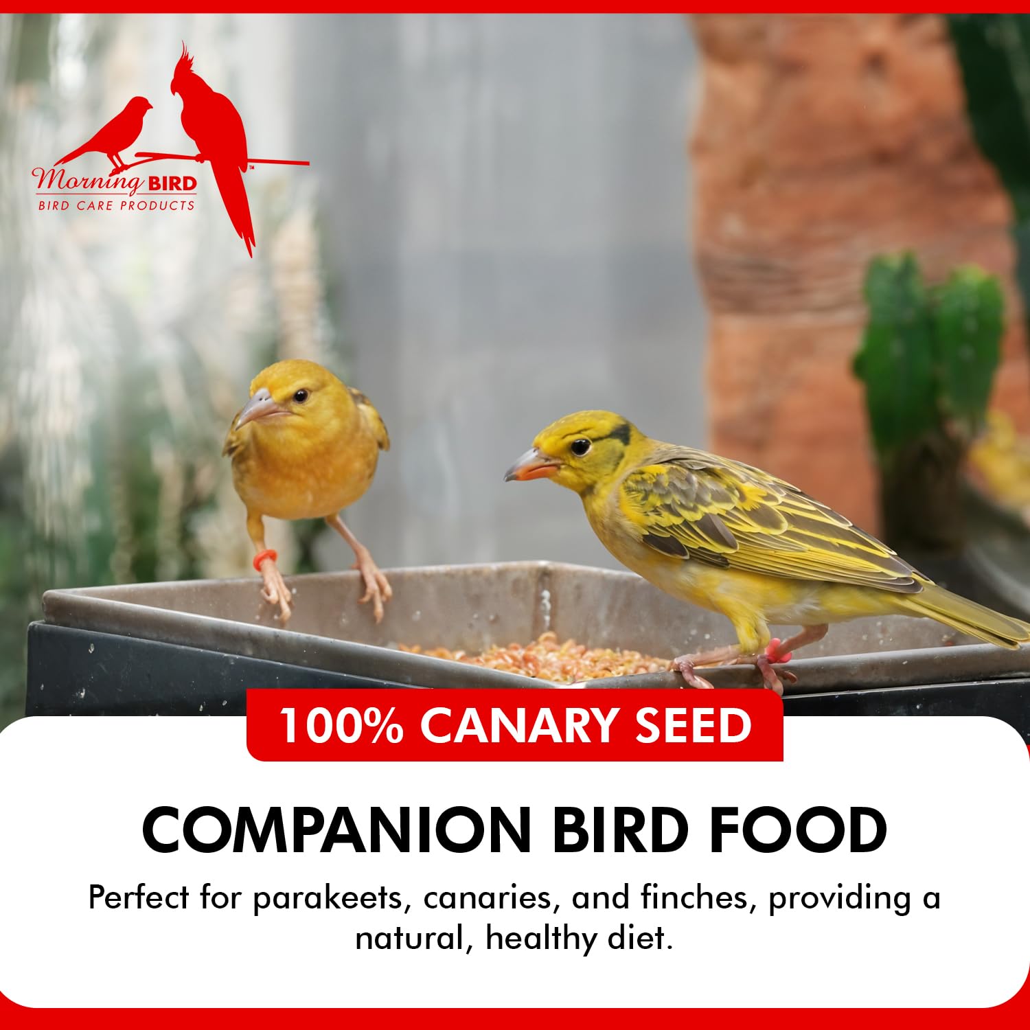 Morning Bird Canary Seed promotes healthy feathers in canaries and finches.