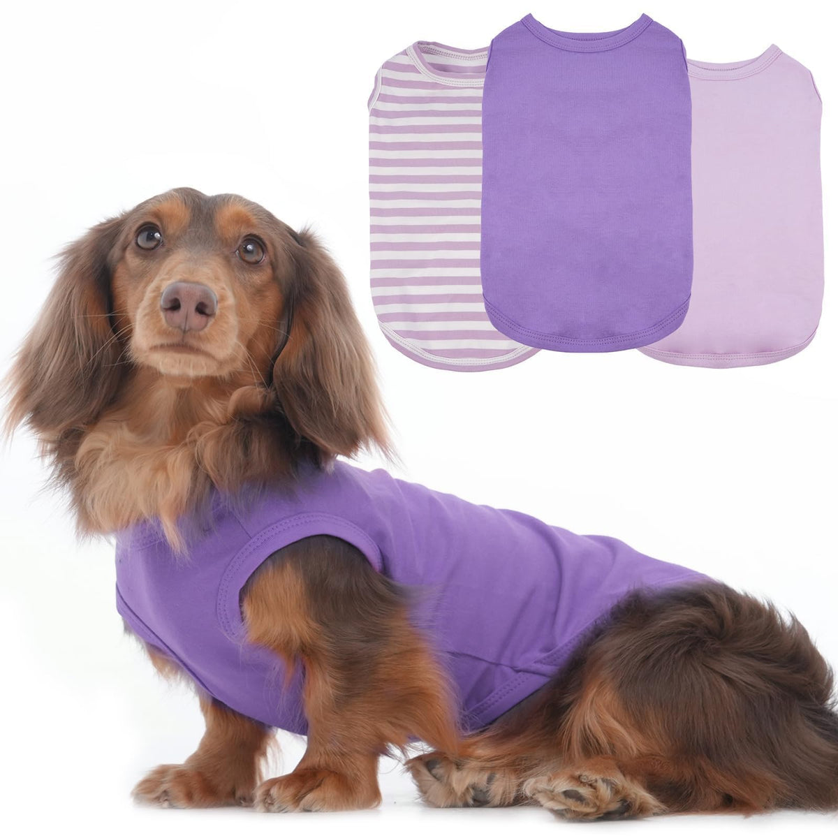 MORVIGIVE 3-pack purple-striped dog T-shirt on small dogs for stylish daily wear.
