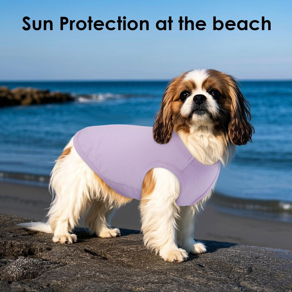 MORVIGIVE great choice for small breeds like Pug and French Bulldog.