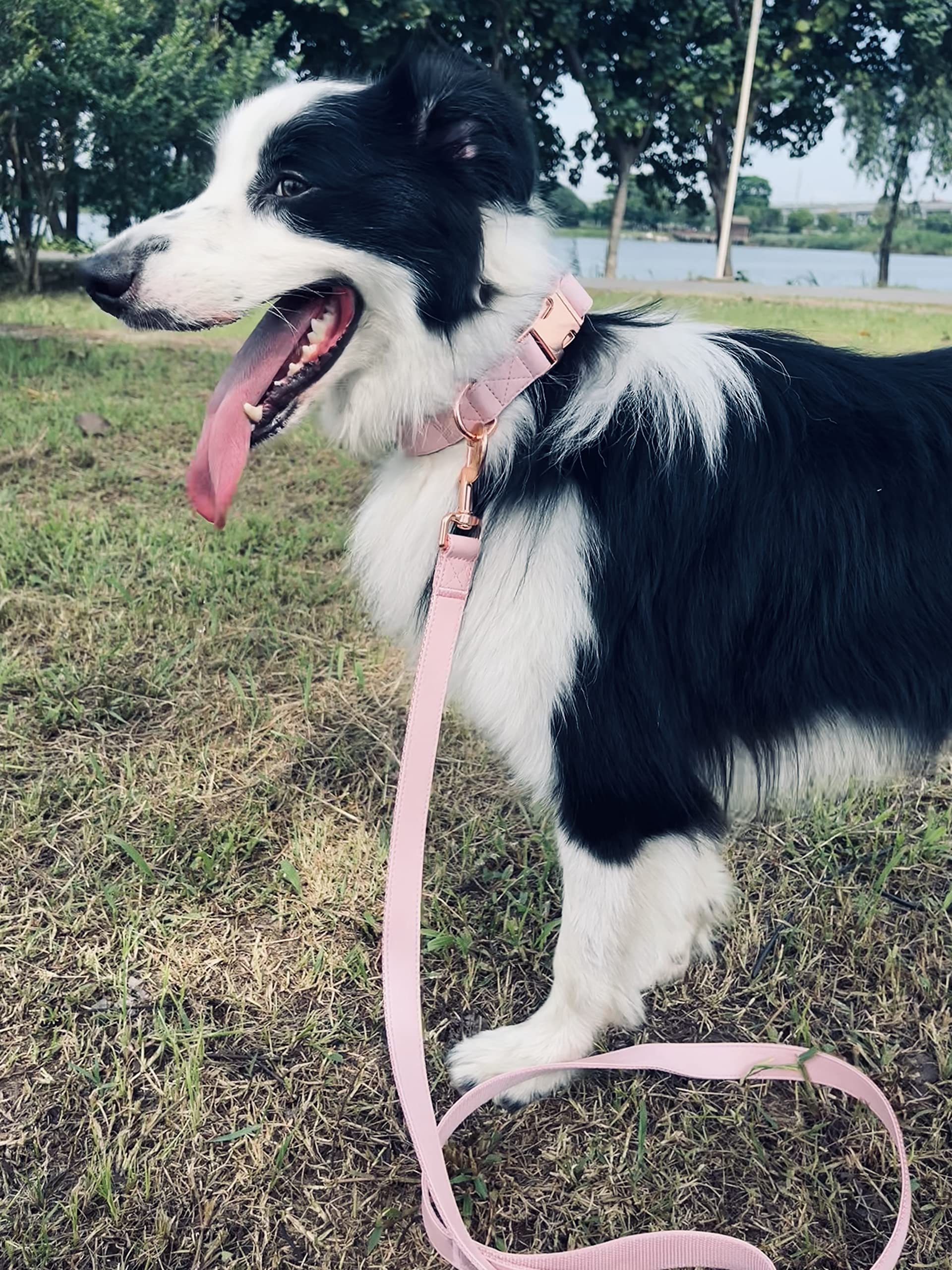 MoTaity pink dog wearing collar-leash set for stylish outings.
