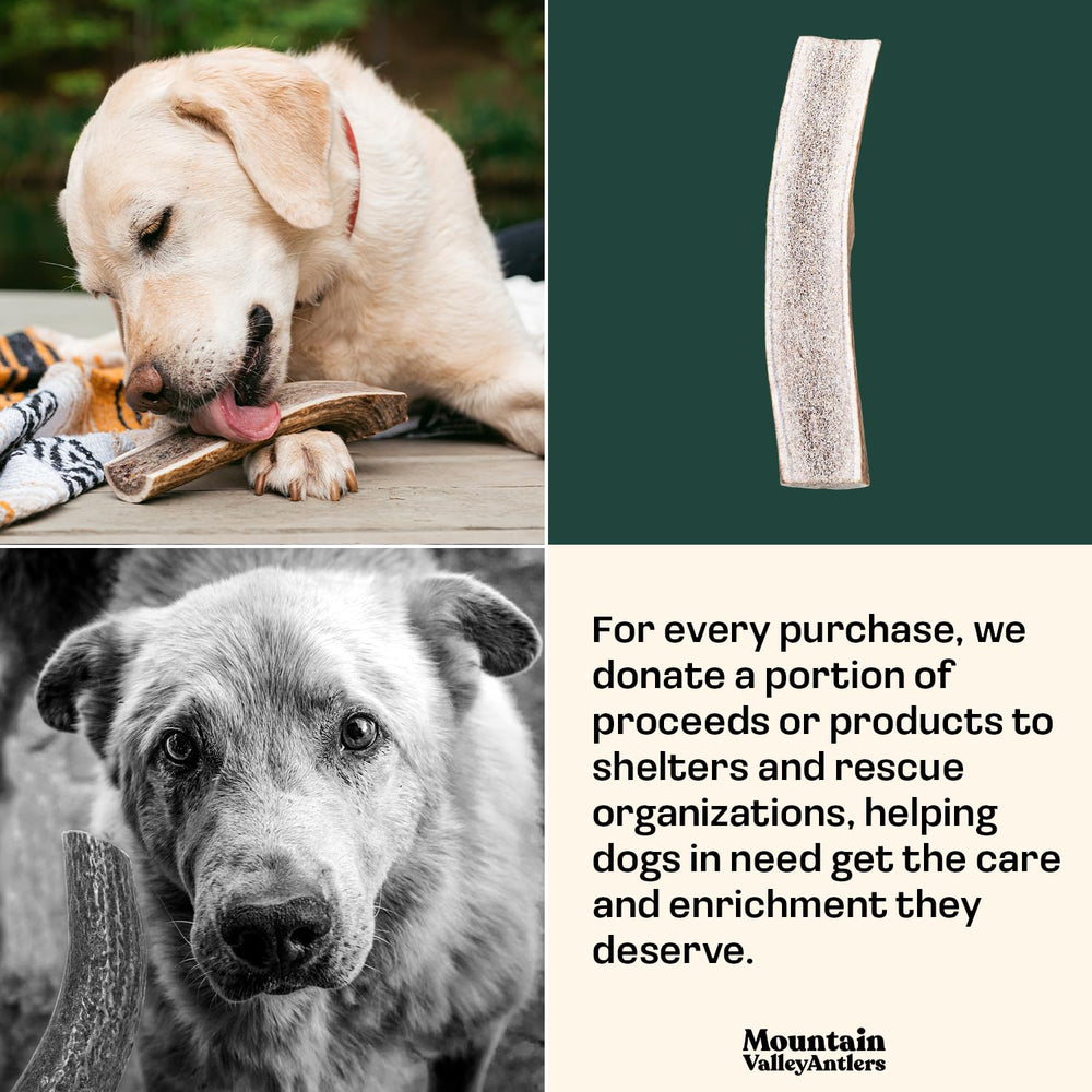 Mountain Valley Antlers hand-picked, ethically sourced elk antlers for dogs.