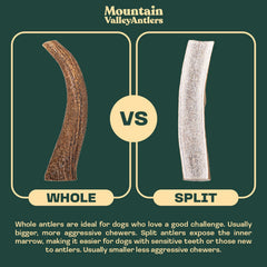 Mountain Valley Antlers long-lasting chew designed for durable gnawing sessions.