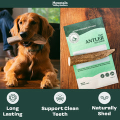 Mountain Valley Antlers wild-foraged shed piece demonstrates natural origin and purity.