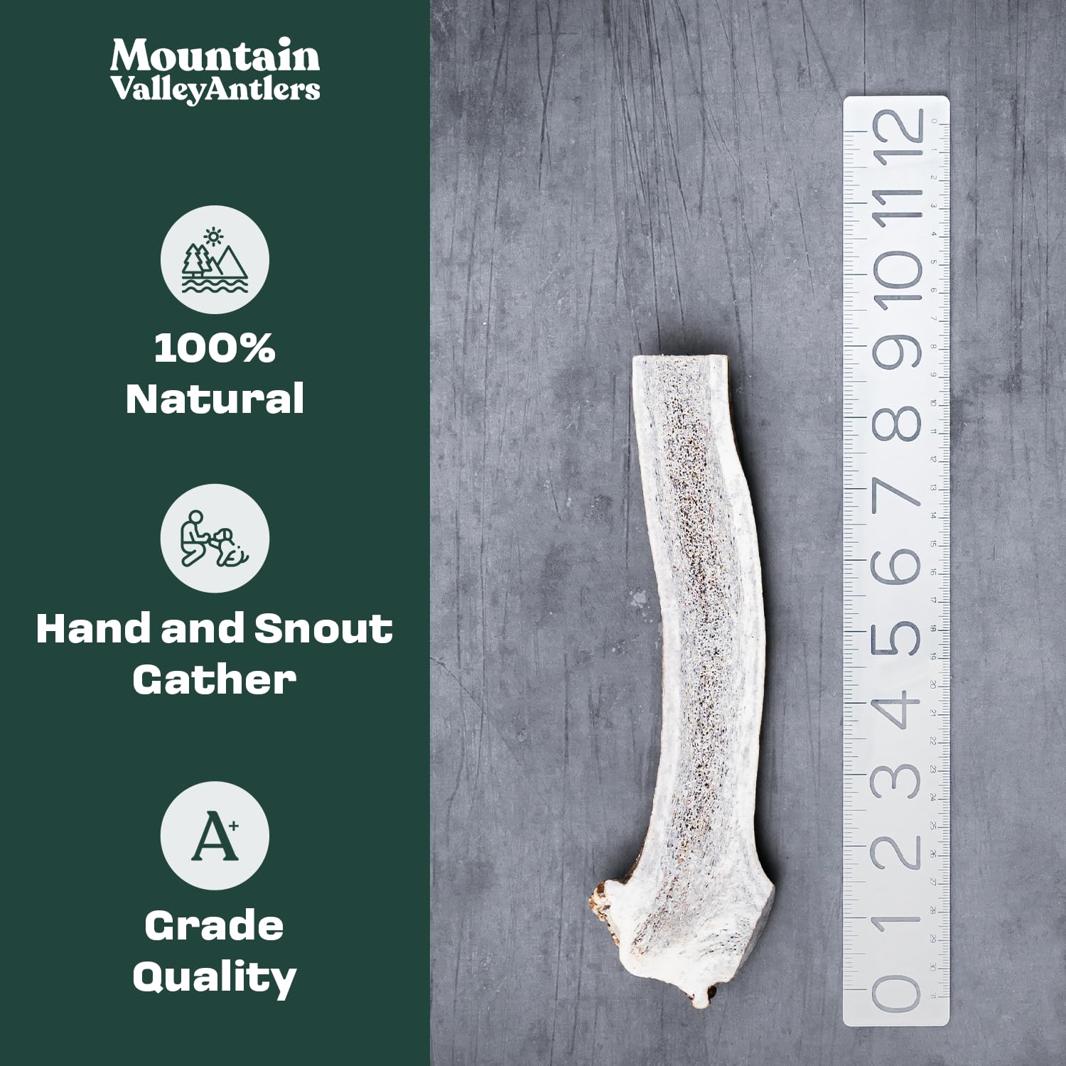 Mountain Valley Elk Antlers dense dog chew closeup; natural dental-cleaning texture