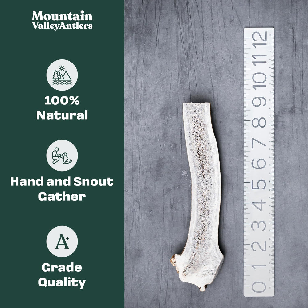 Mountain Valley Elk Antlers dense dog chew closeup; natural dental-cleaning texture