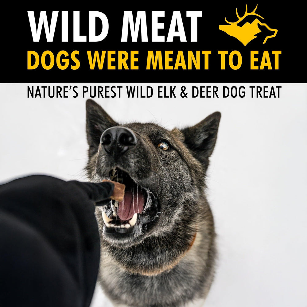 MOUNTAIN WILD dog snack time showing versatile use as a training reward.