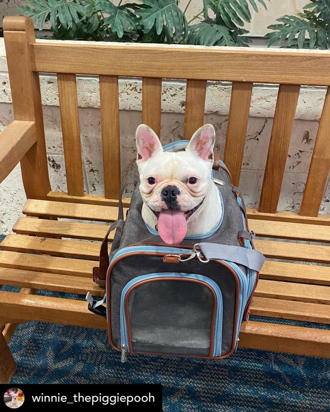 Mr. Peanut's Gold Series Big Apple XL converts to a leash with pocket.