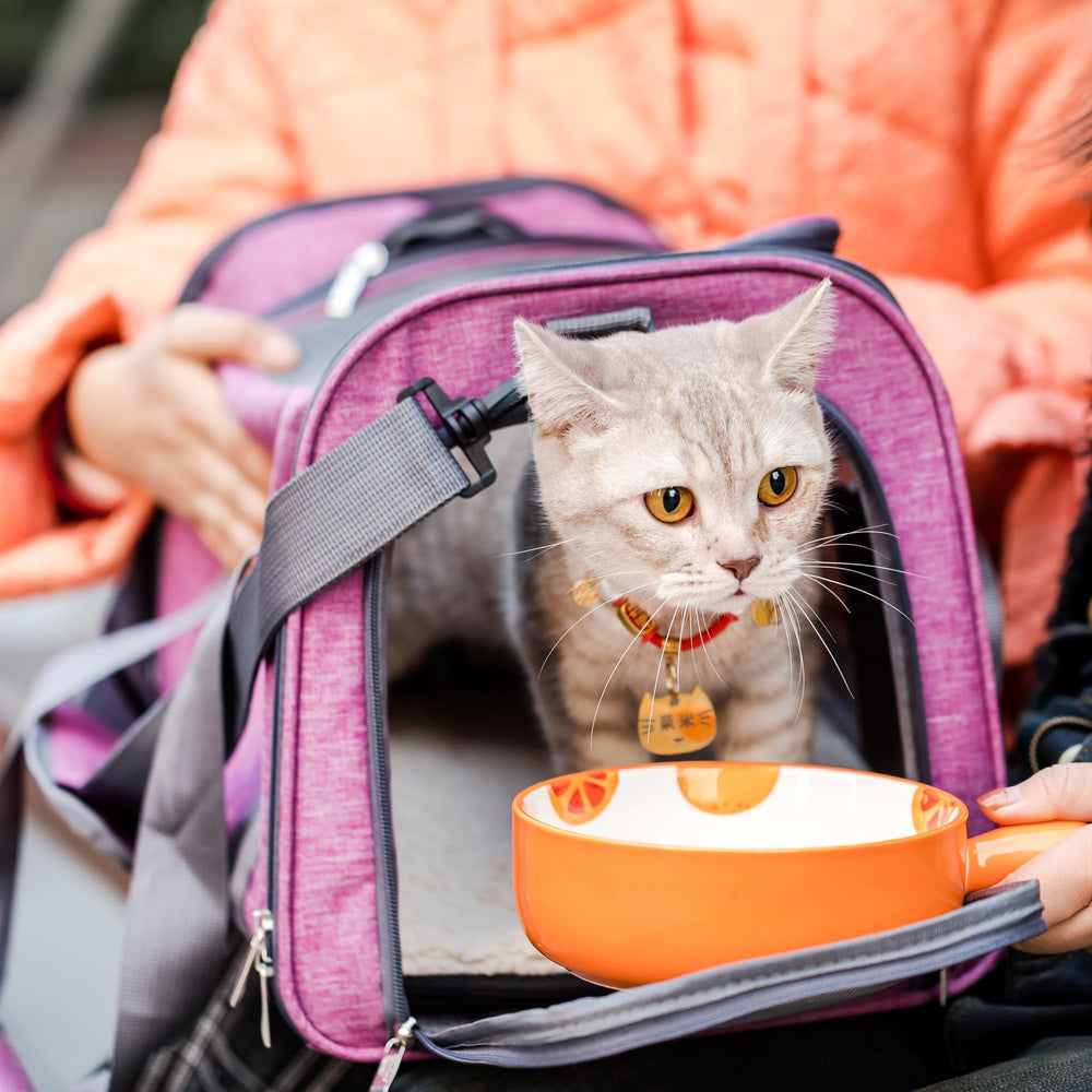 Mr. Pen pet carrier pink folds flat for compact storage
