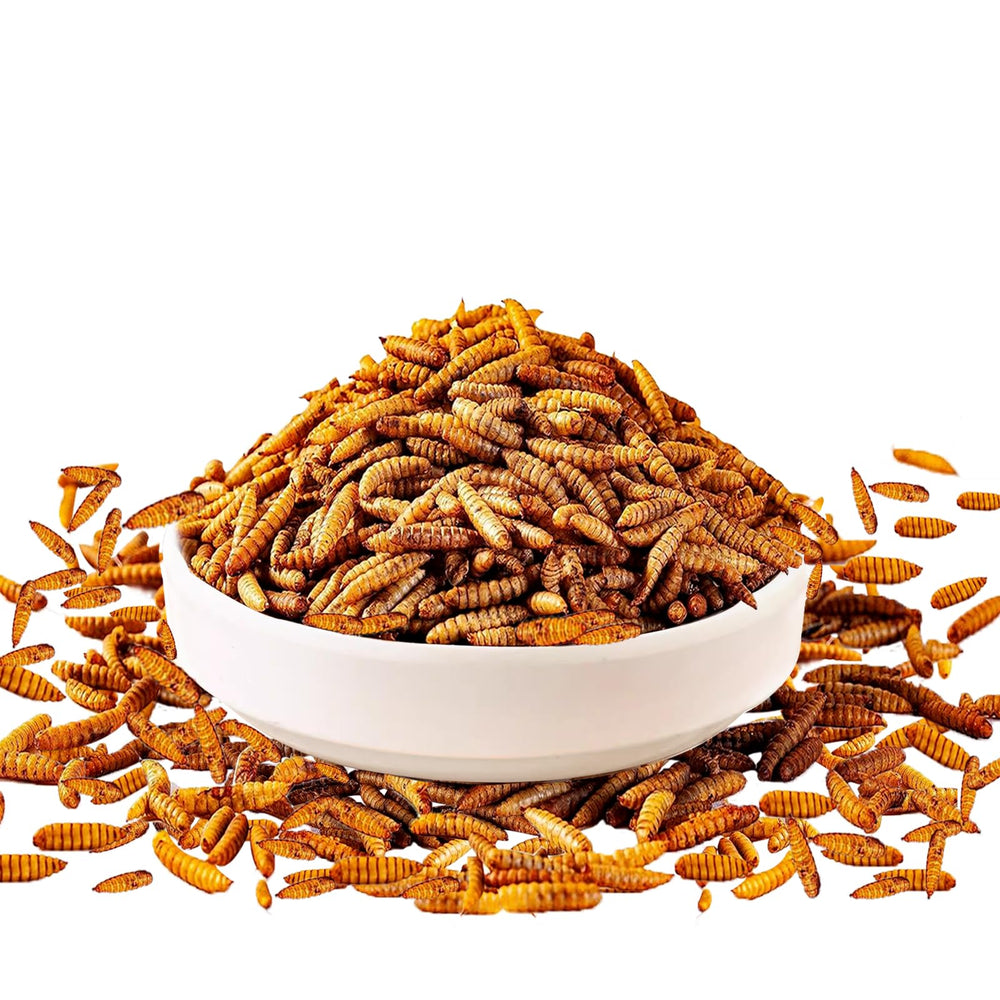 MTART BSF larvae closeup of dried larvae for protein-rich poultry treats