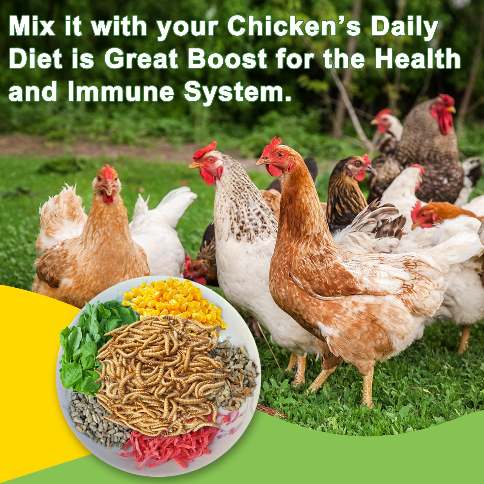 MTART healthy eggs-shells hen coop image showing improved shell quality and vitality