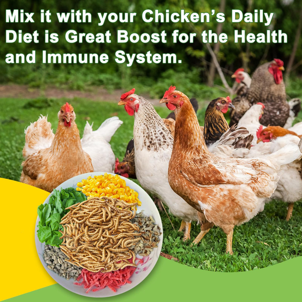MTART healthy eggs-shells hen coop image showing improved shell quality and vitality