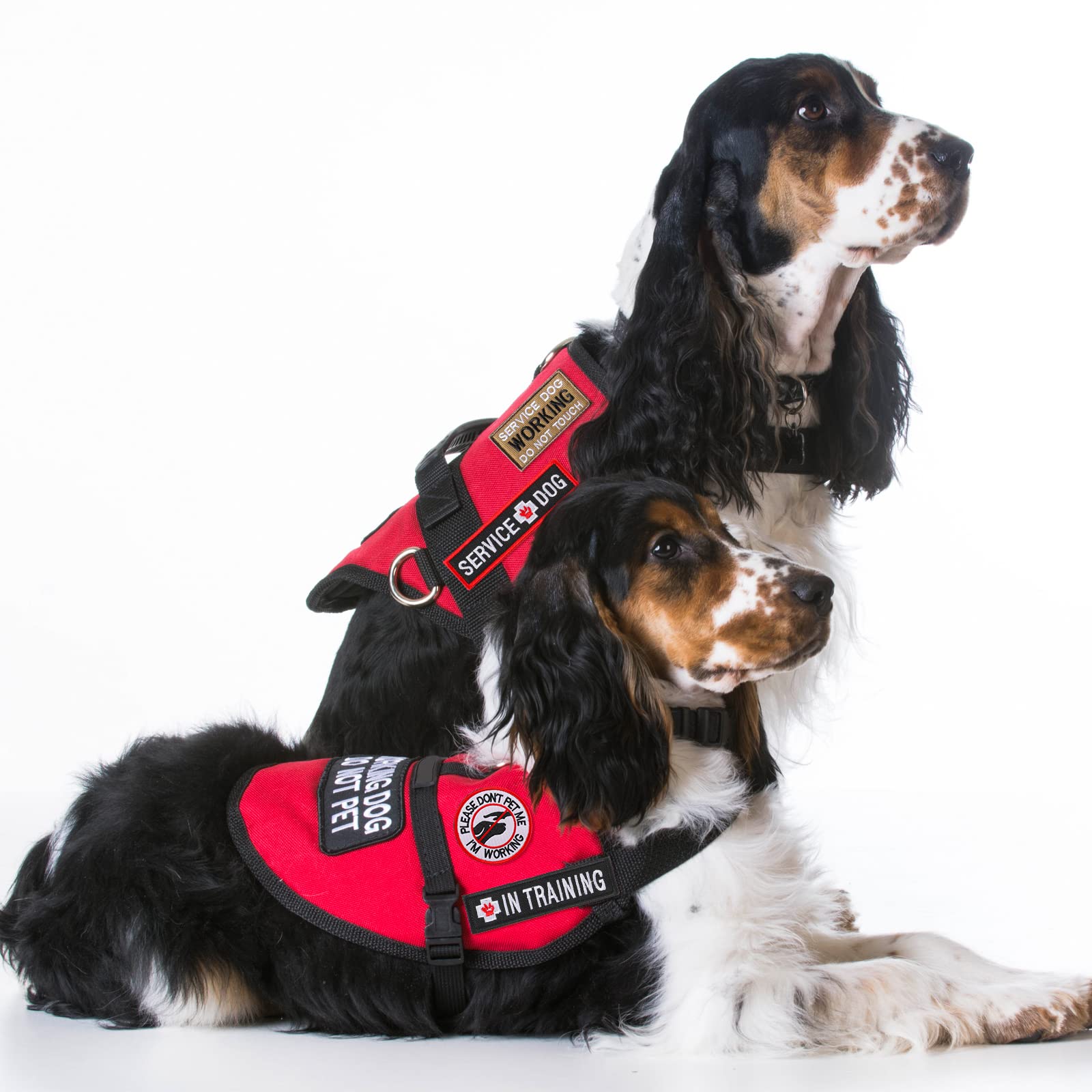 MTLEE service dog patches feature eye-catching flags and paw motifs.