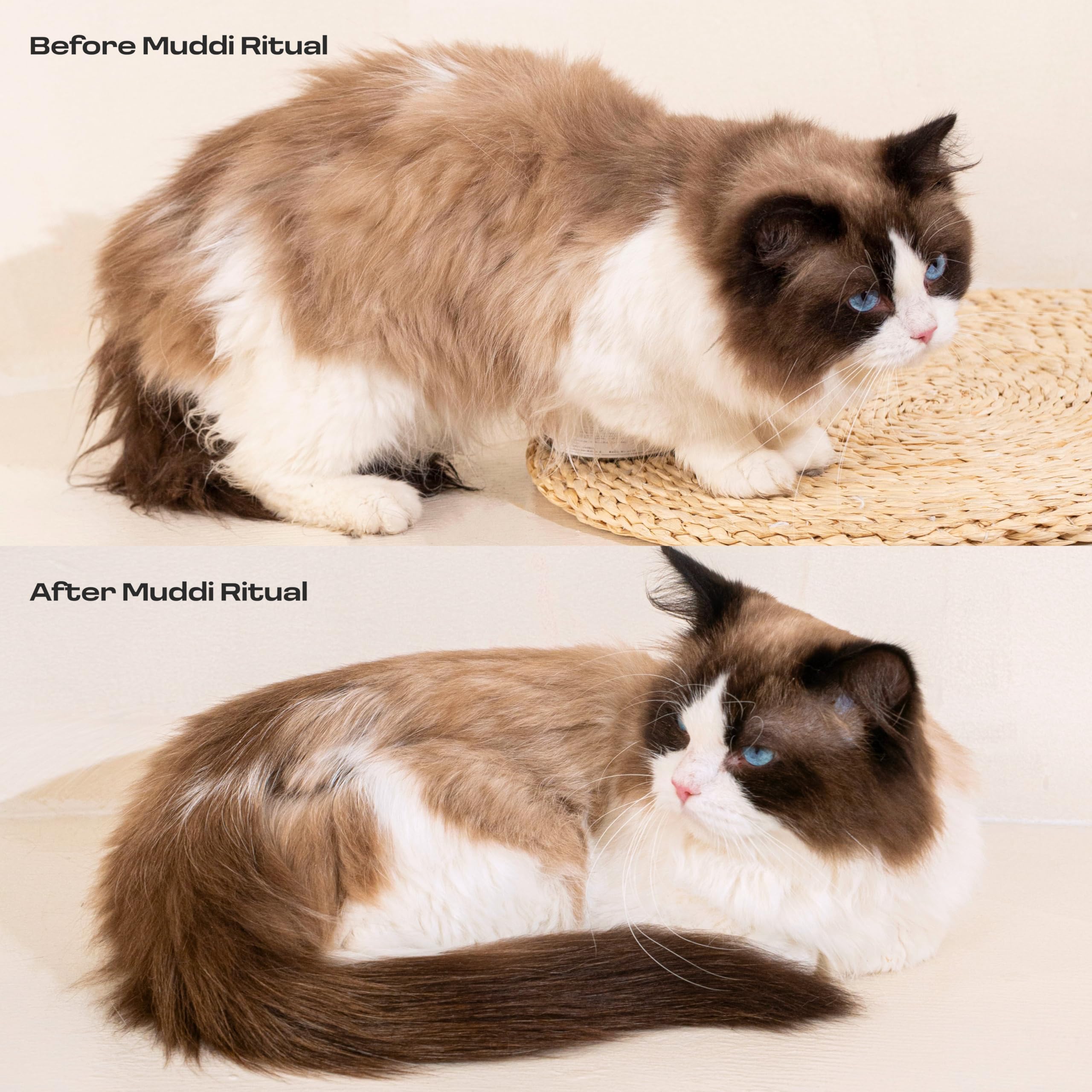 Muddi Pet cat cleanse application close-up highlights soothing botanicals for sensitive skin.