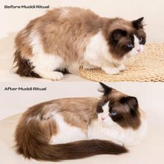 Muddi Pet cat cleanse application close-up highlights soothing botanicals for sensitive skin.