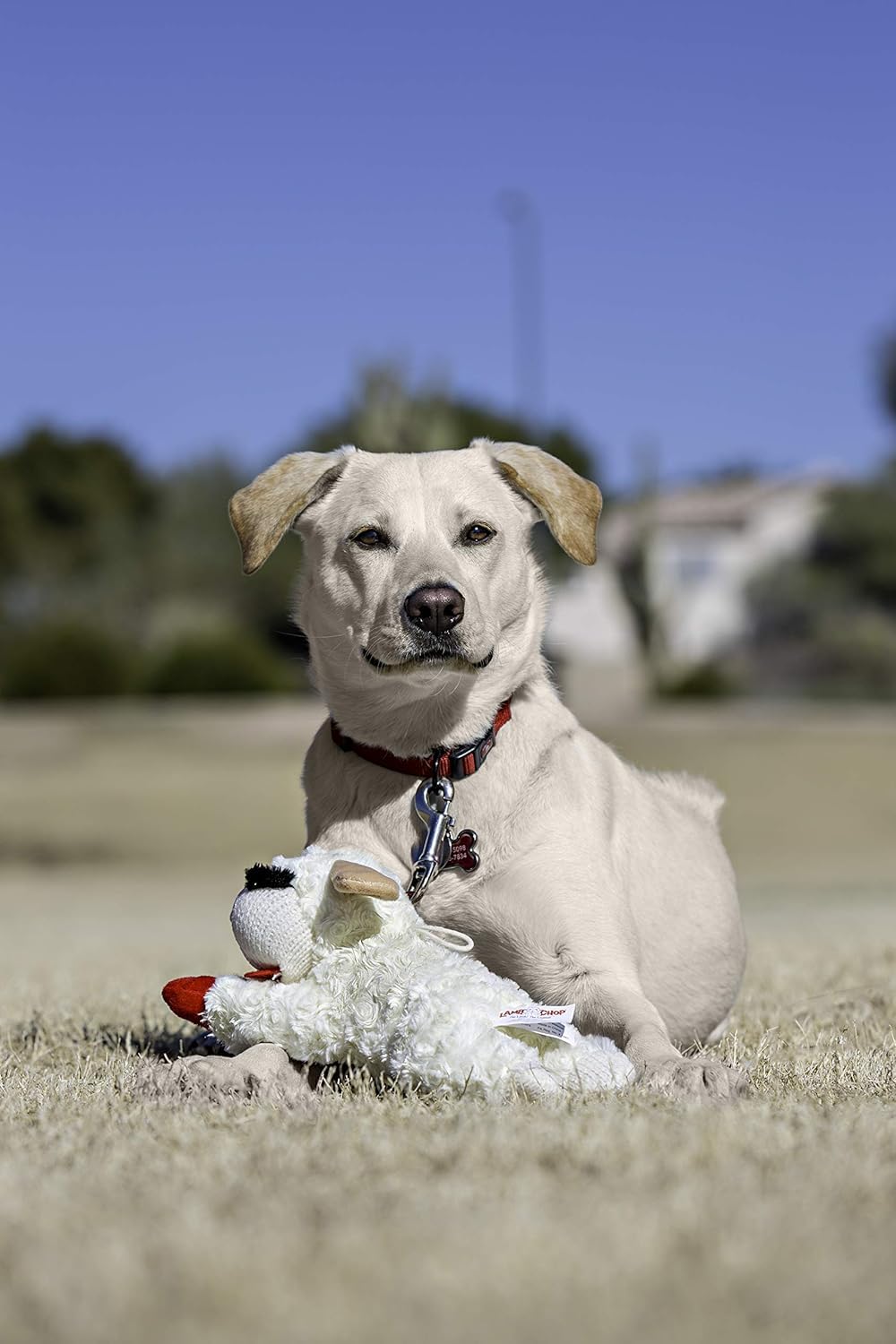 Multipet Lamb Chop plush close-up highlighting squeaker for added entertainment