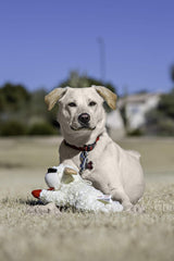 Multipet Lamb Chop plush close-up highlighting squeaker for added entertainment