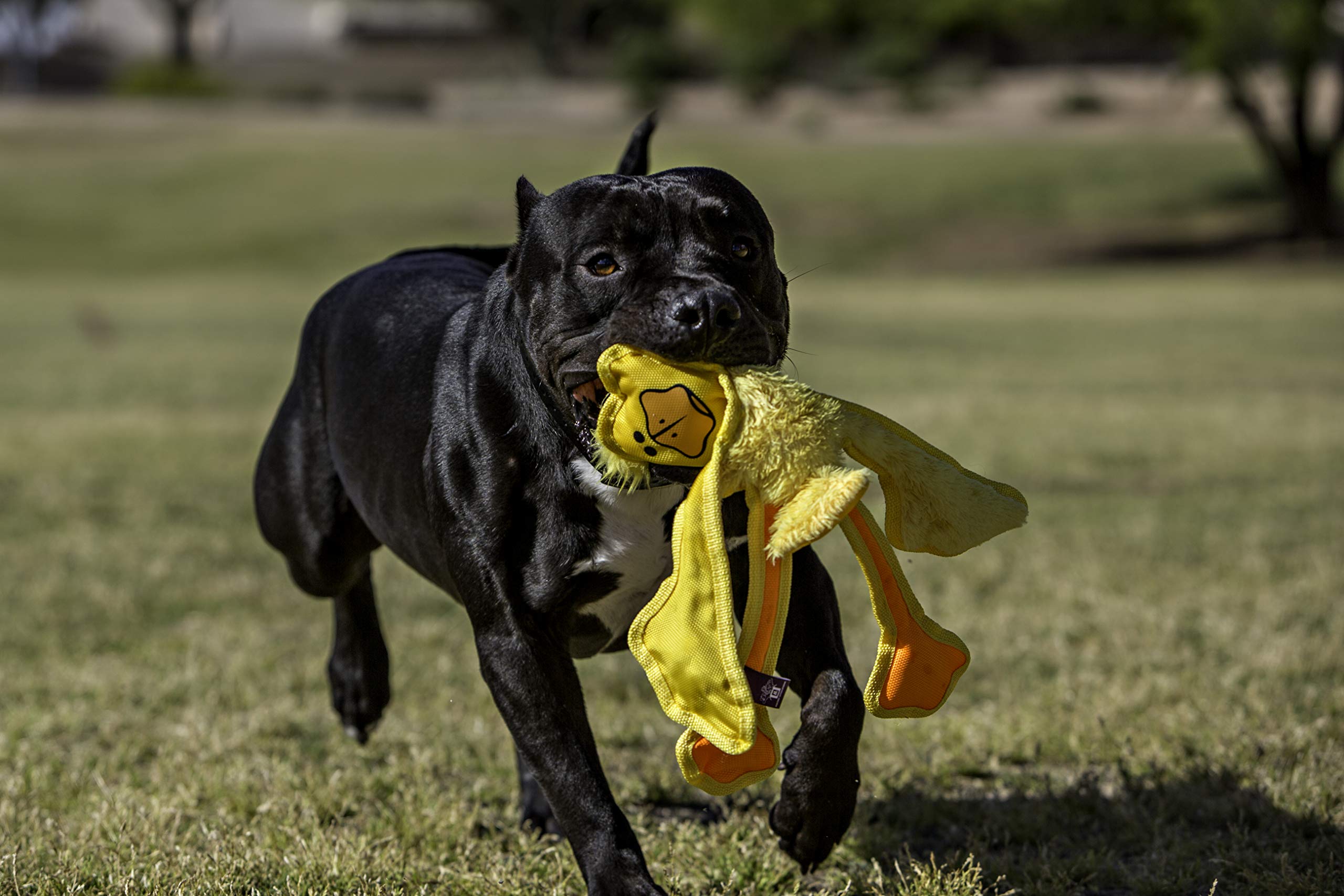 Multipet Skele Monkey squeaker-head toy adds engaging sound for interactive play