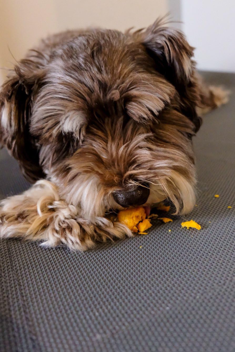 Munchbird action shot with dog during play highlighting easy-to-chew bites