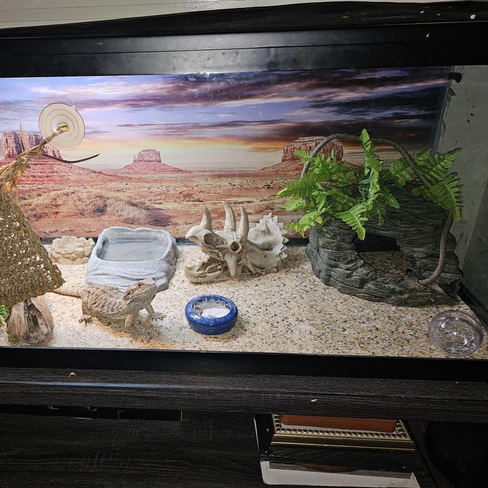 MUYG bearded dragon hideaway skull offers natural hiding space for stress-free retreats