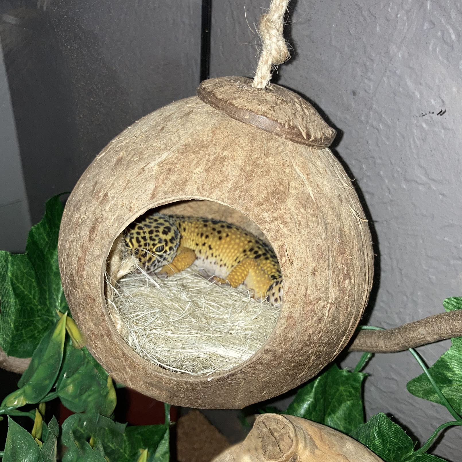 MUYG hanging coconut nest creates elevated resting spots and cozy hides.