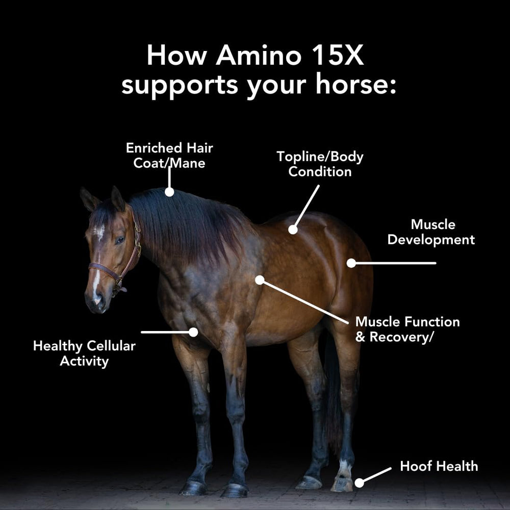 MVP Amino 15X bottle label emphasizes quality ingredients for horse muscle health