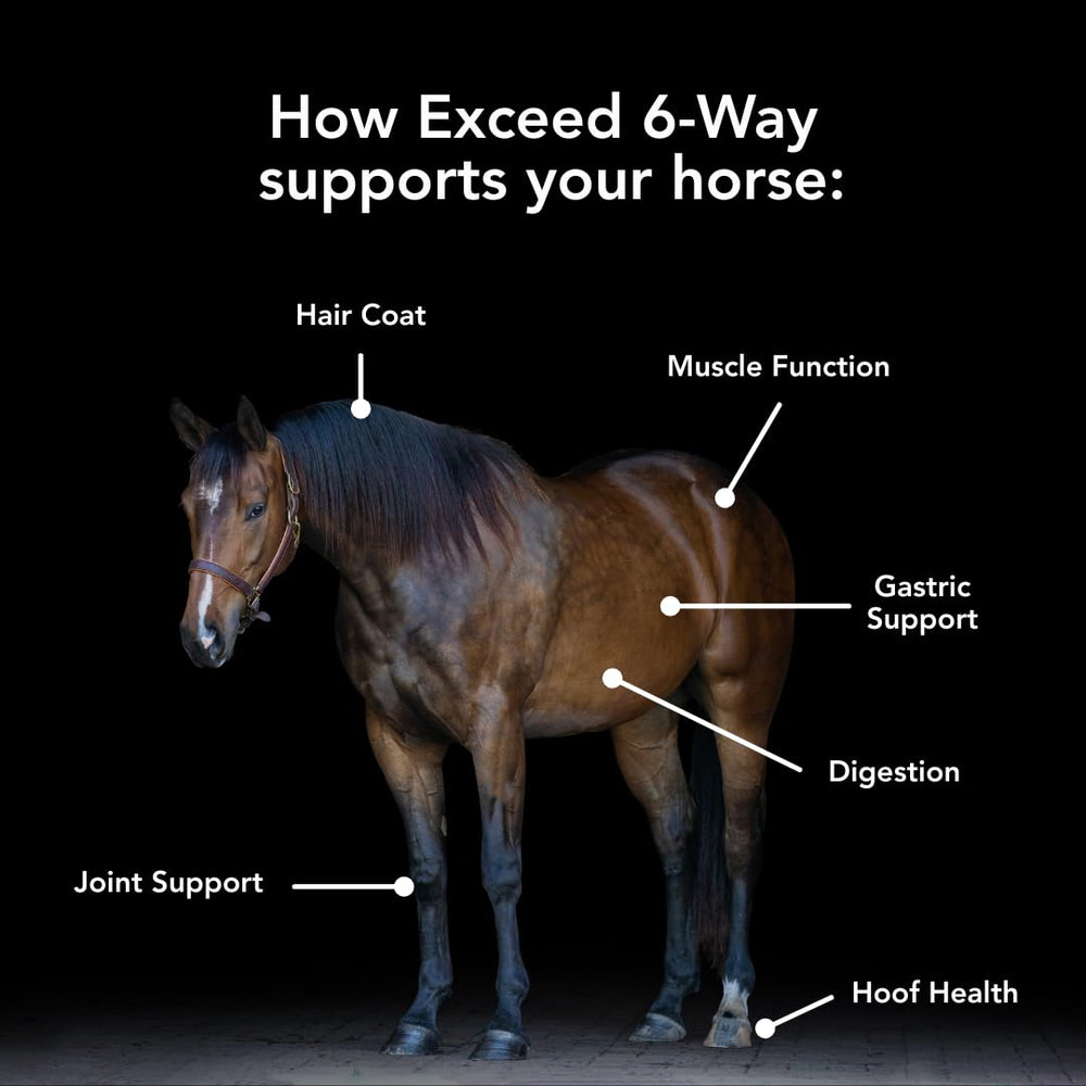 MVP Exceed 6-Way bottle label highlights all-in-one formula for hoof, coat and muscle health.