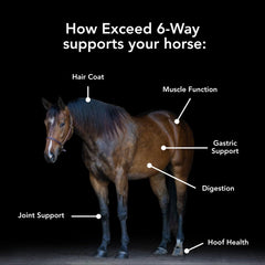 MVP Exceed 6-Way bottle label highlights all-in-one formula for hoof, coat and muscle health.