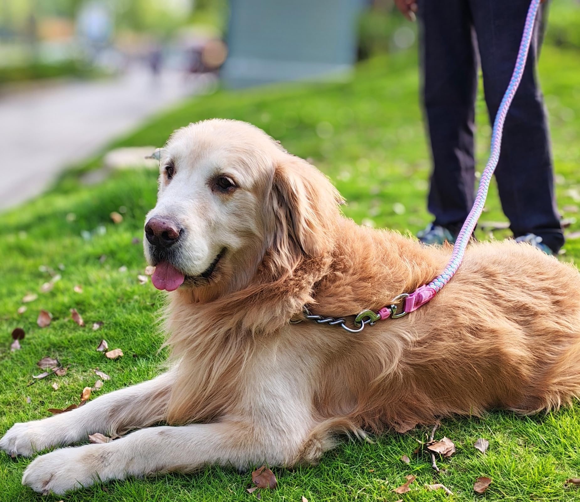 Mycicy padded handle offers comfortable grip during long walks.