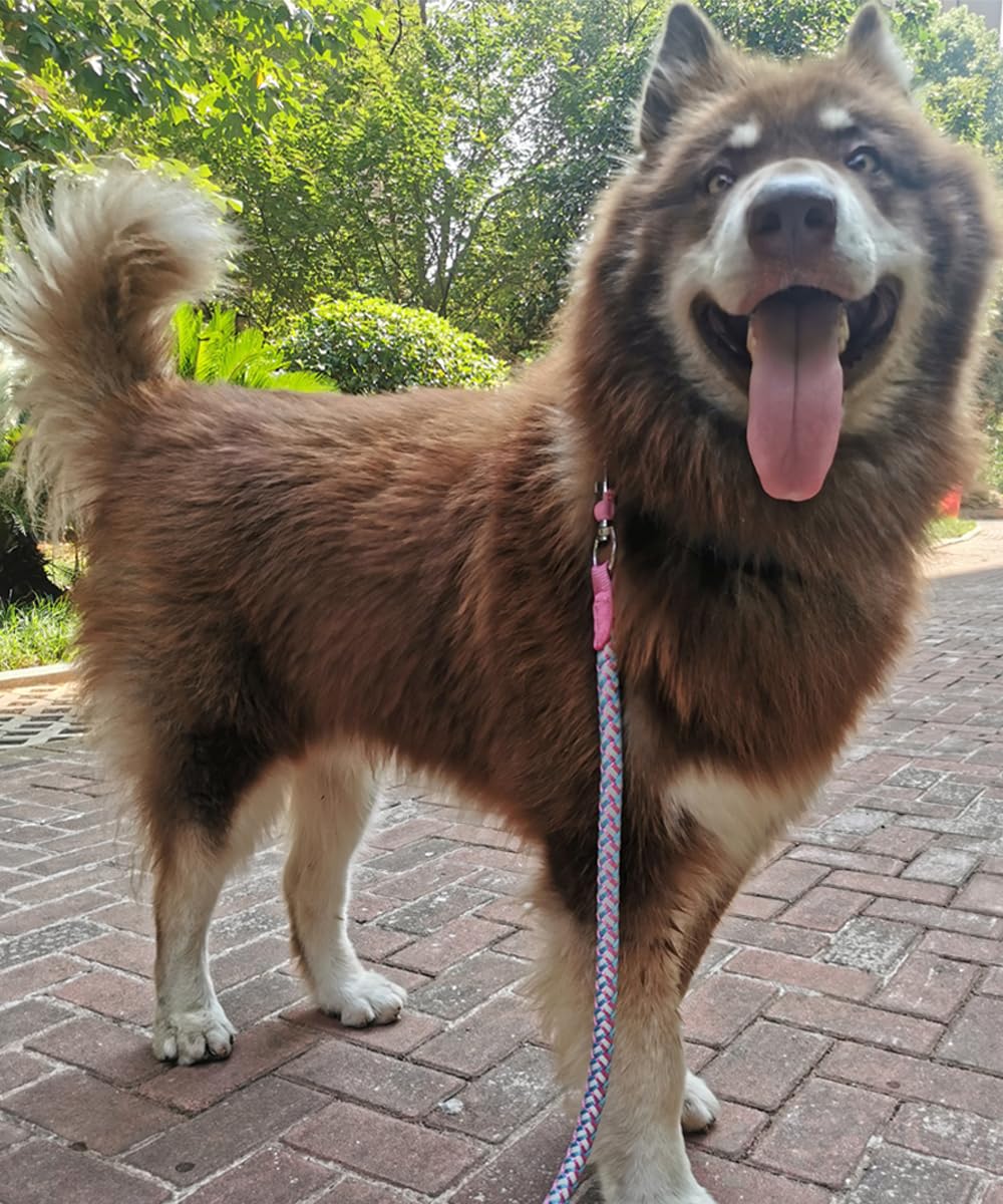 Mycicy weatherproof leash stands up to outdoor adventures.