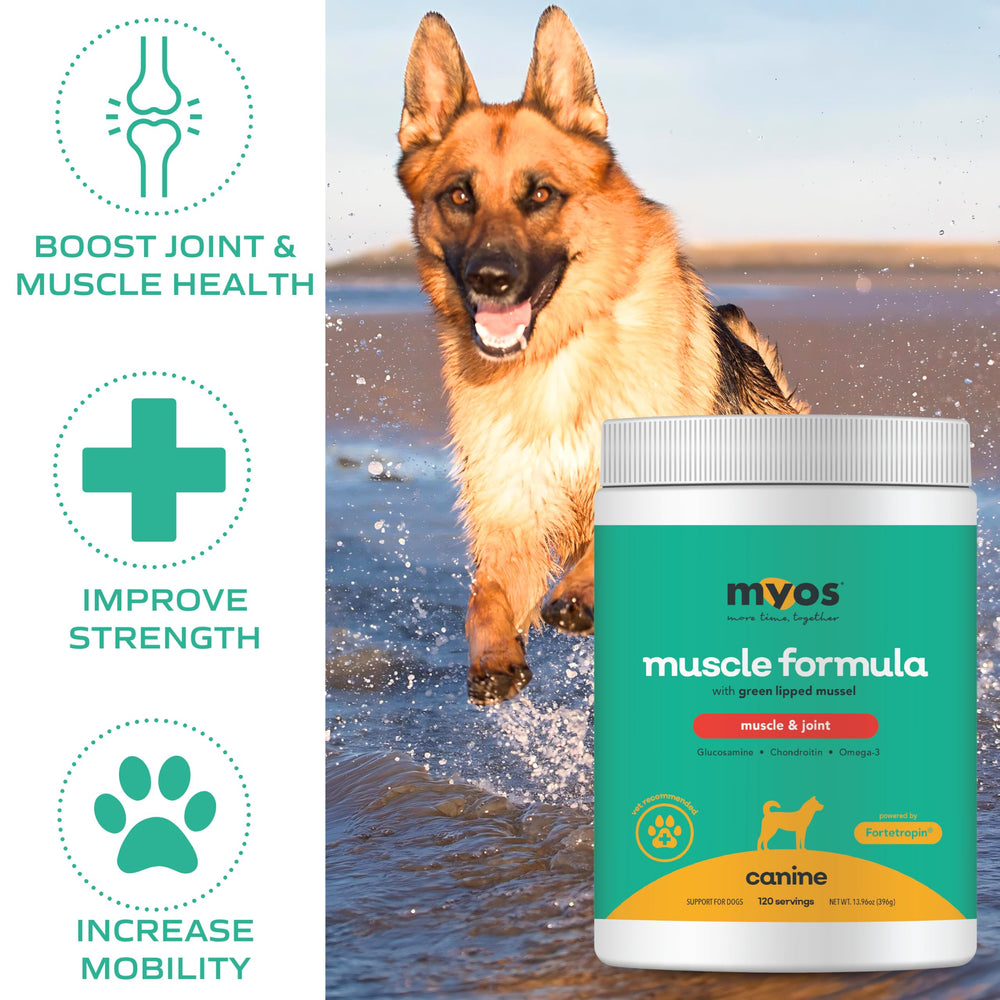 MYOS Canine Muscle Formula glucosamine illustration highlighting mobility and comfort benefits.
