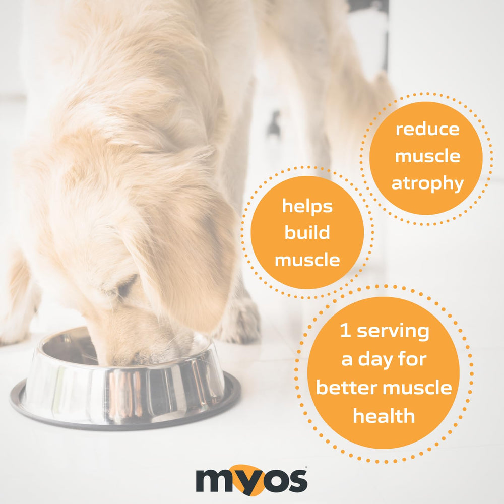MYOS Canine Muscle Formula powder texture close-up for easy mixing into meals.