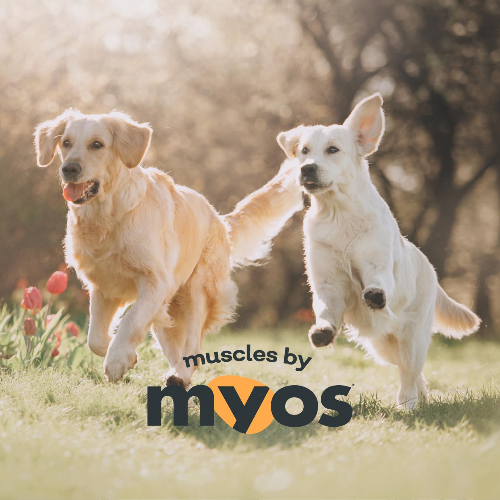 MYOS Canine Muscle Formula veterinarian-approved for trusted muscle health support.
