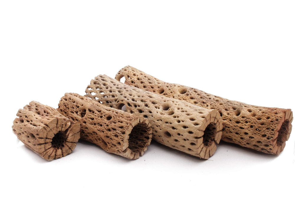 My Pet Patrol Teddy Bear Cholla Wood 12-inch piece, bold focal driftwood for aquariums and bird habitats