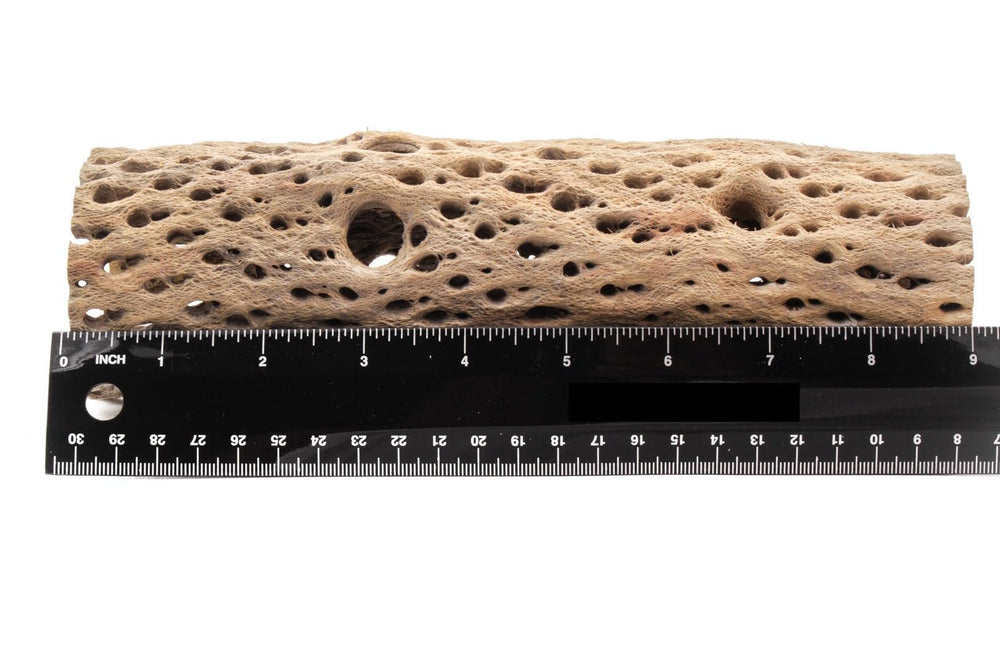 My Pet Patrol Teddy Bear Cholla Wood 6-inch piece, extra hollow habitat decor and enrichment for tanks