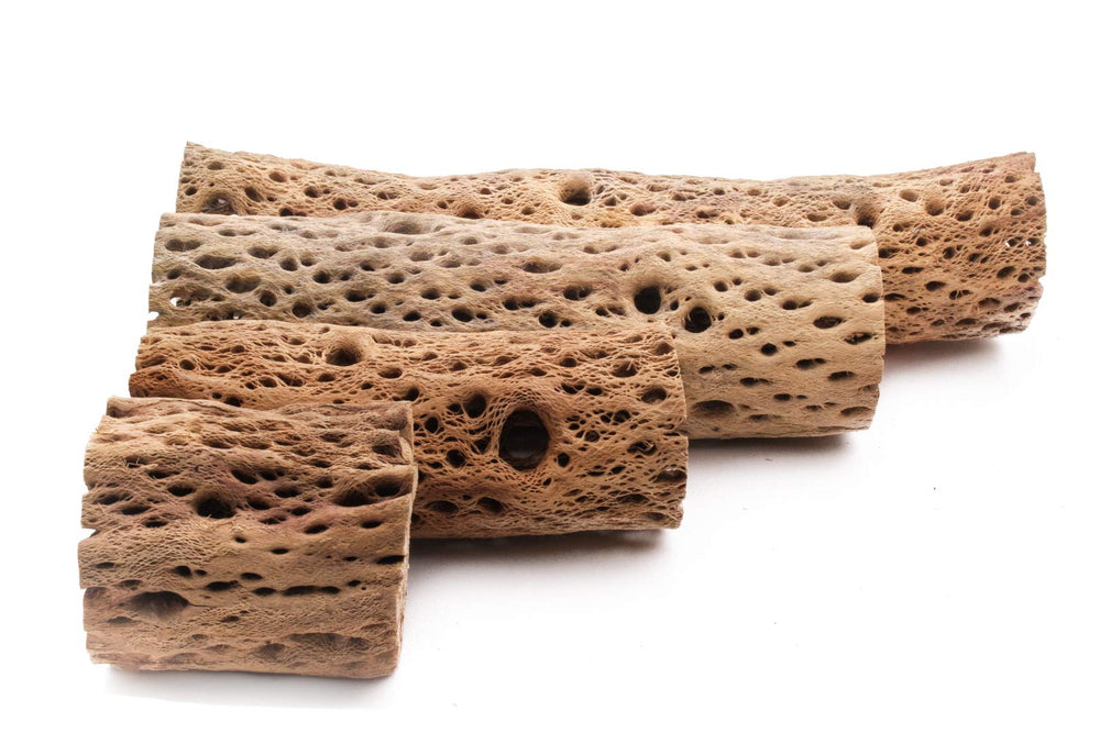 My Pet Patrol Teddy Bear Cholla Wood 9-inch piece, natural decor with hollow center for creative habitats